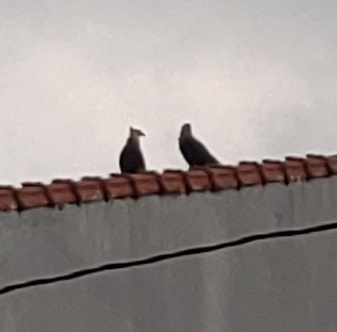gaviões ?