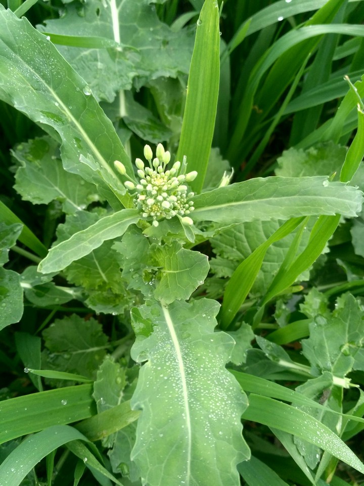 green flower