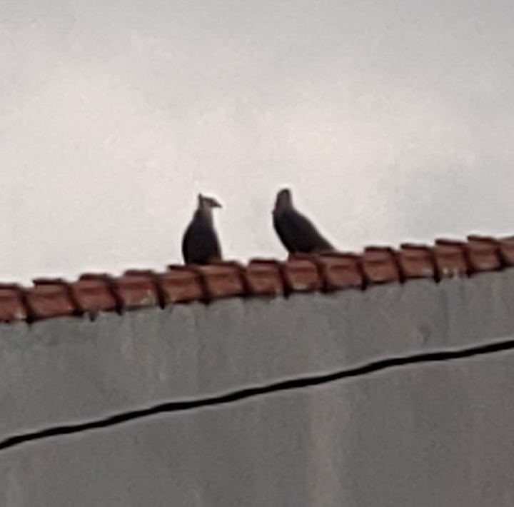 gaviões ?