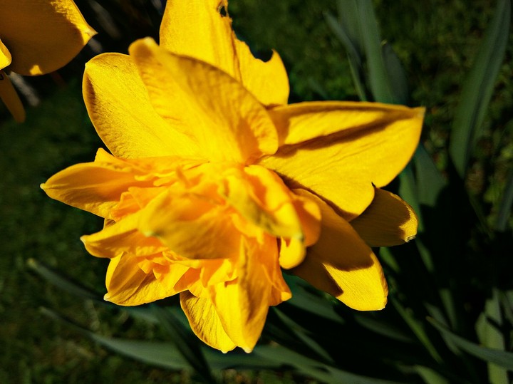 narcissus