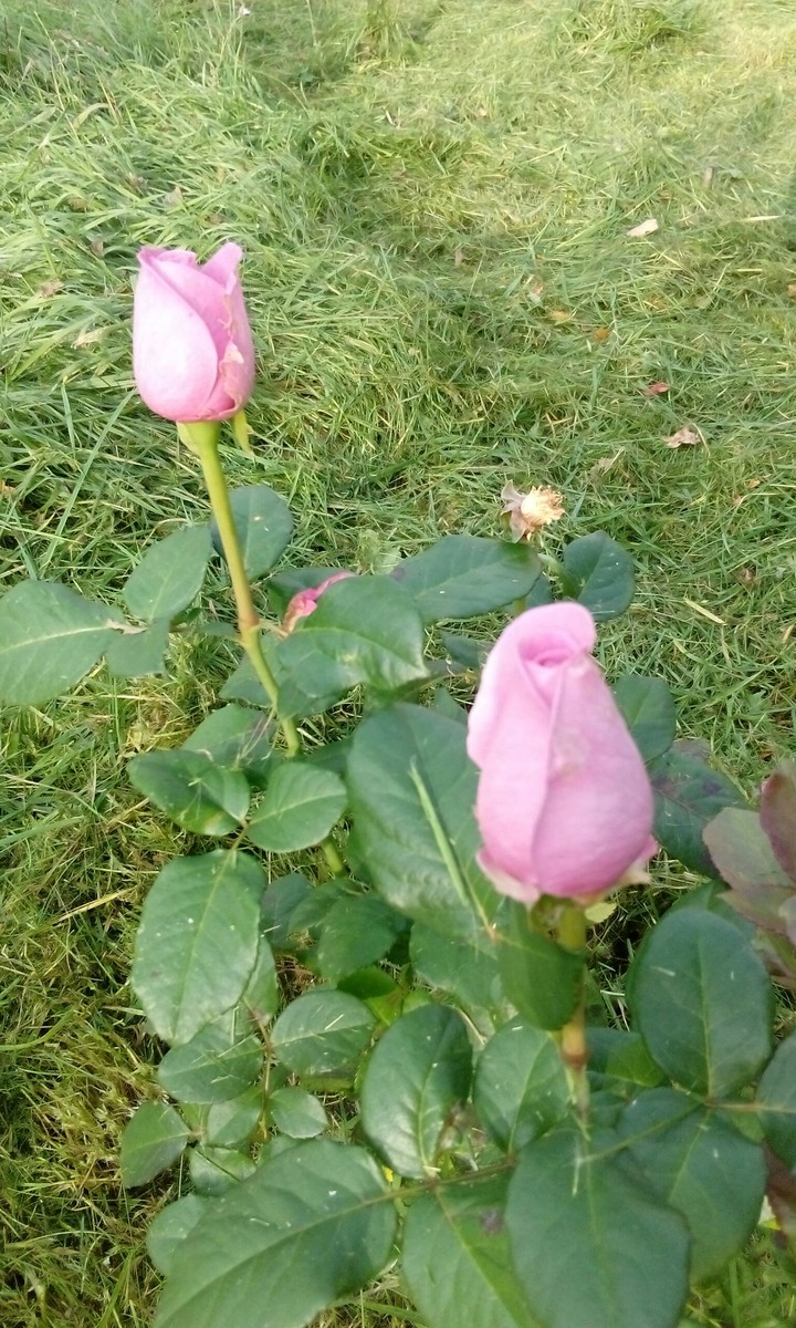розы