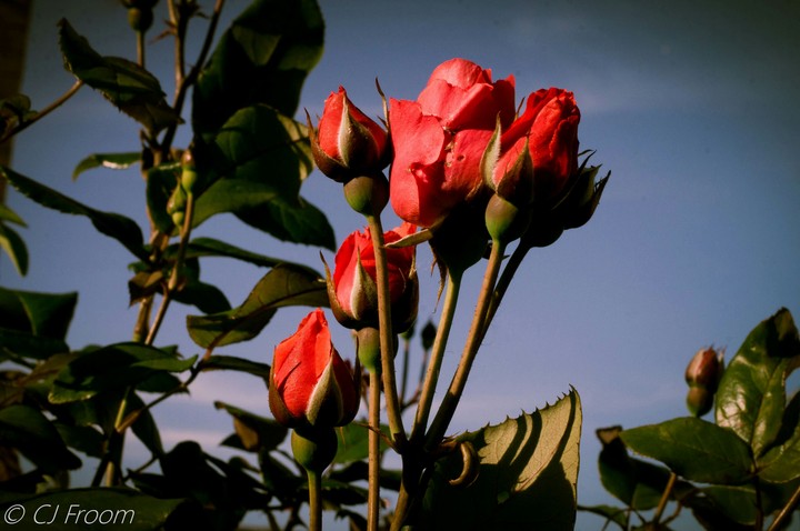 Roses