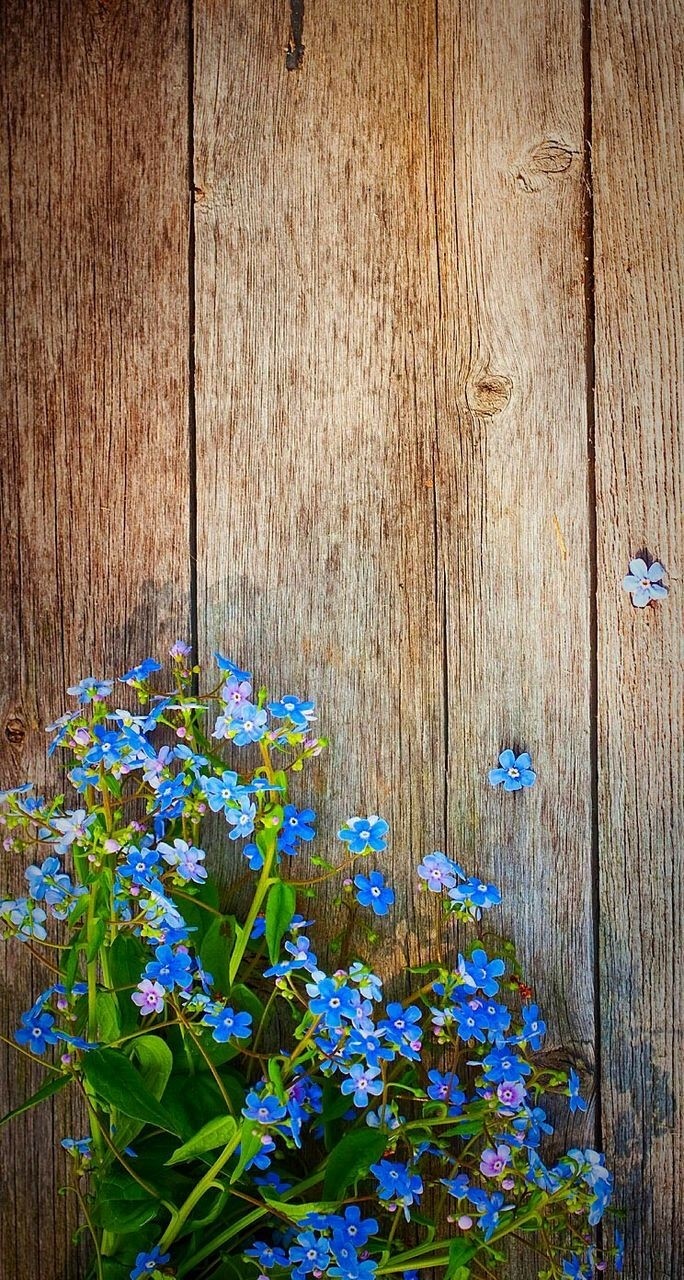 flower garden
