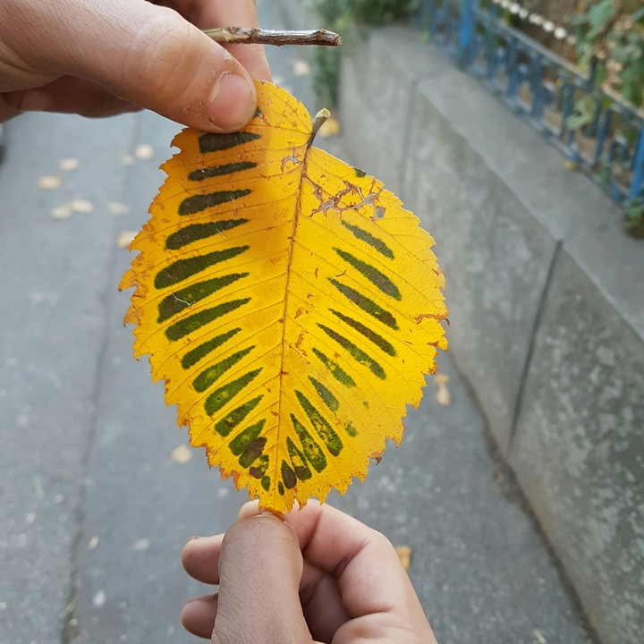 nature