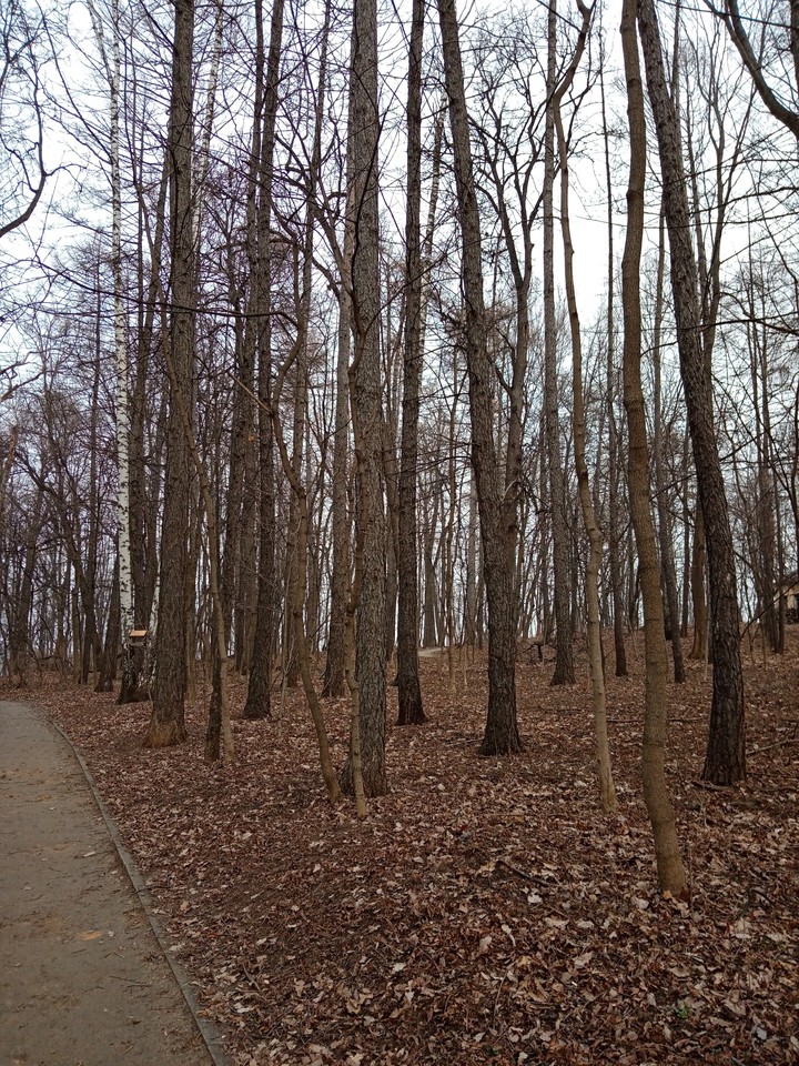 лес