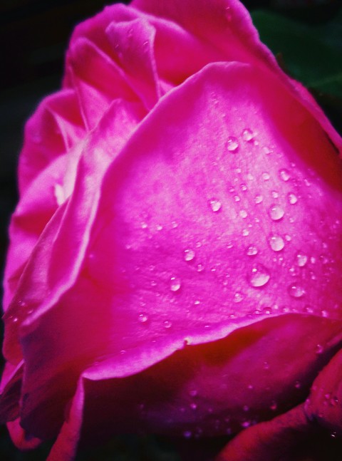 pink, floribunda वॉलपेपर