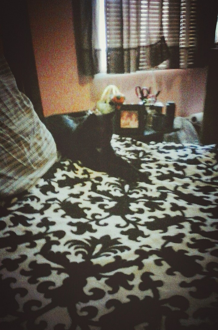 Onyx the black Cat....n