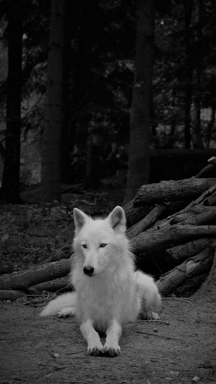 asi como un lobo en soledad