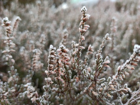 THE First Snow