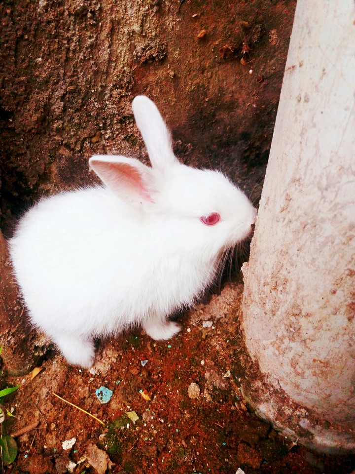 #little_rabbit #cute #hiding