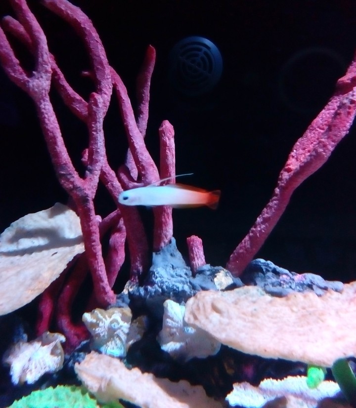 Little fish