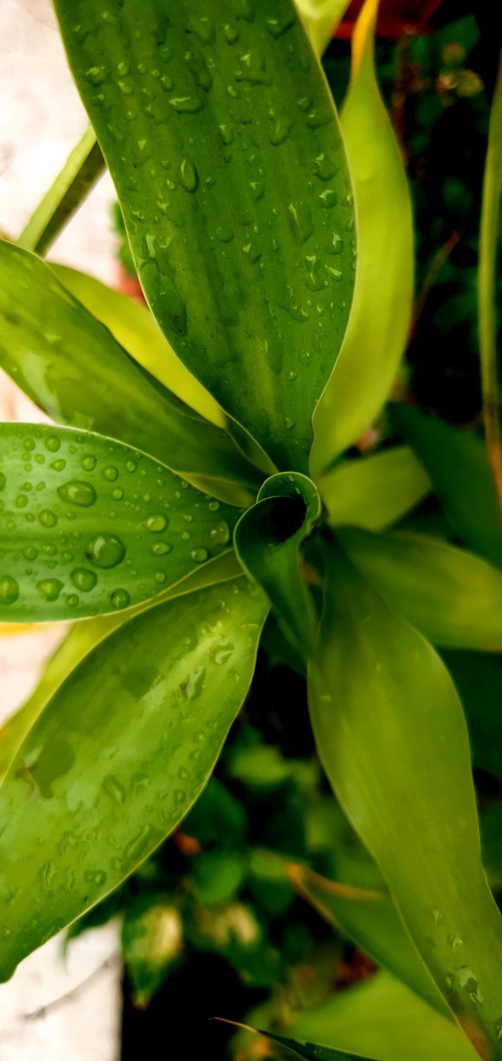 wet leaves