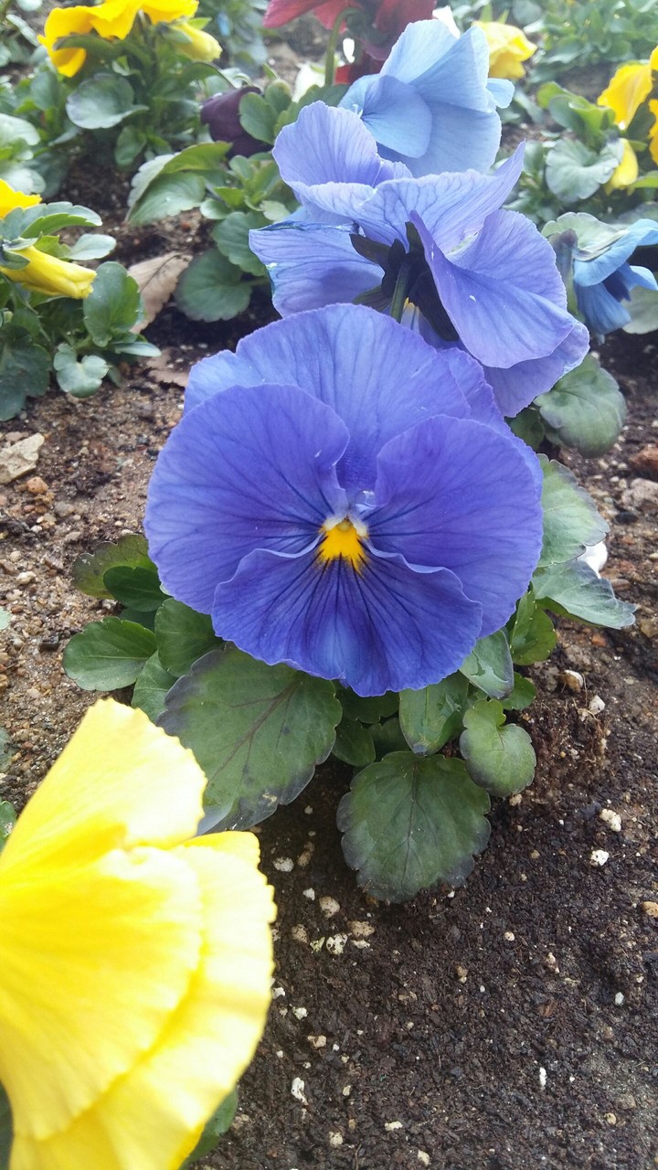 blue