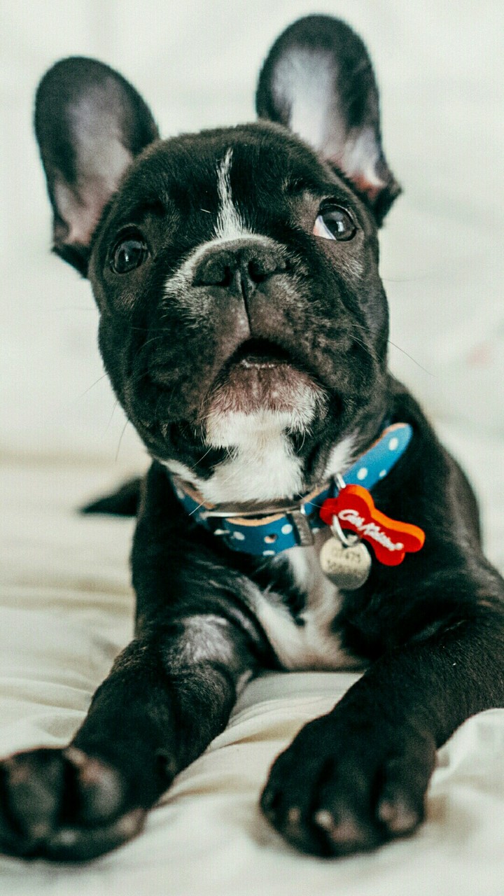 oscar