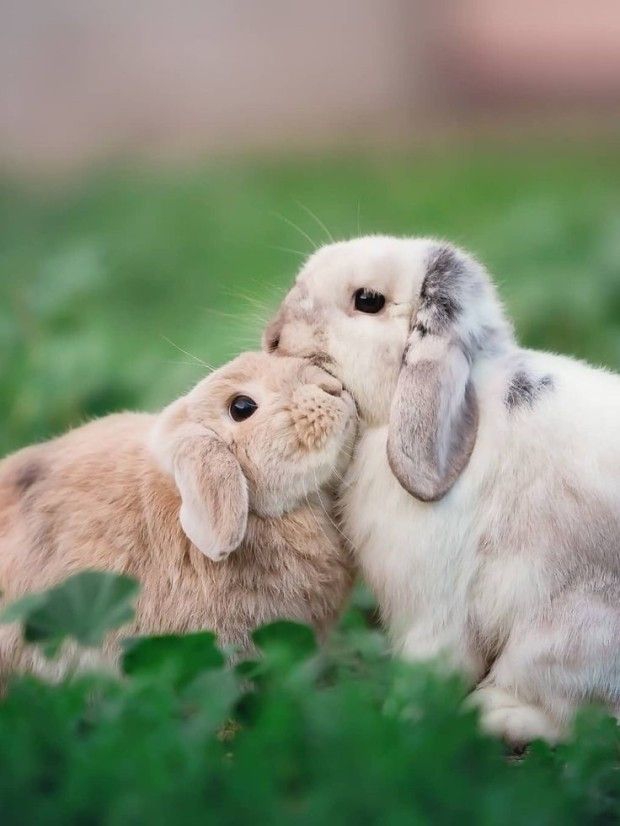 ♥