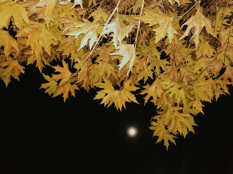 chinar Kashmir