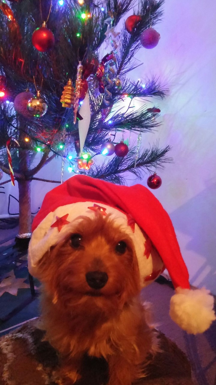 Christmas dog