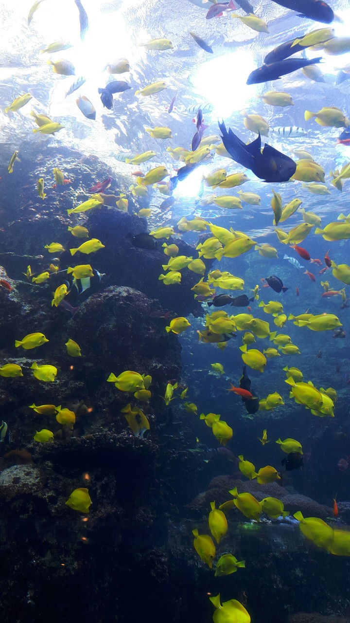 When life is loud, find peace underwater.