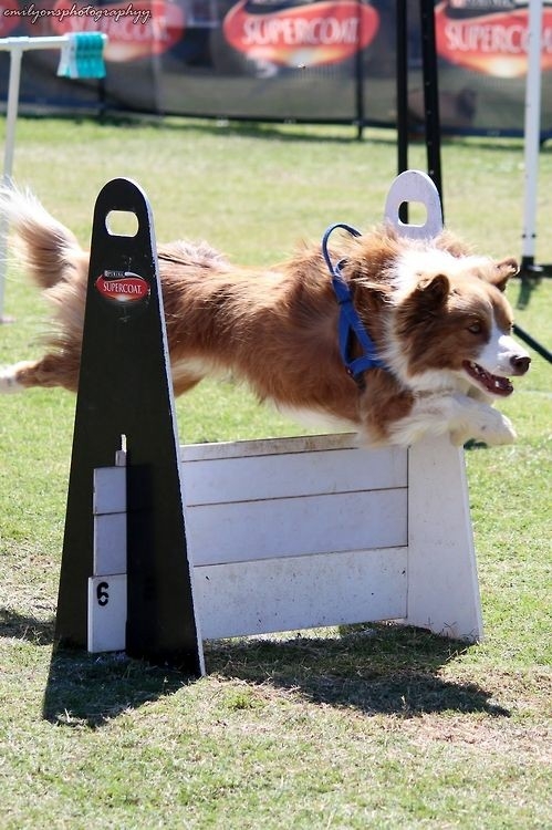 If It's Not A Broder Collie iIt's Just A Dog