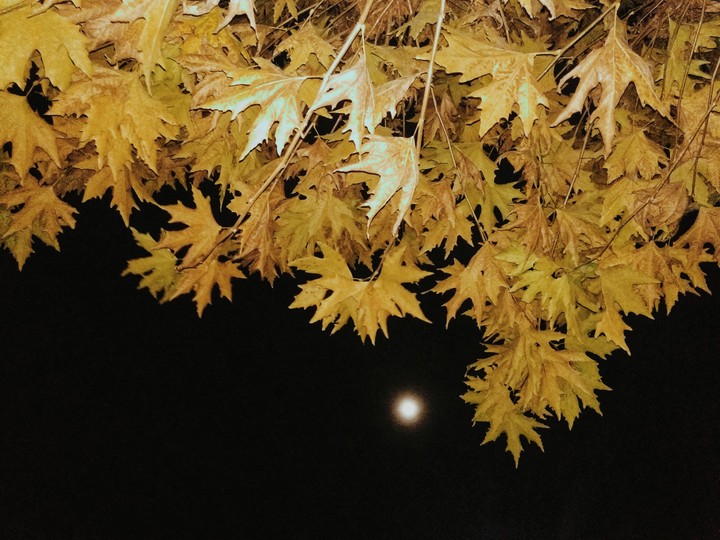 chinar Kashmir