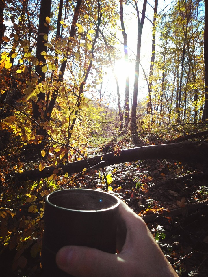 tea in autumn forrest