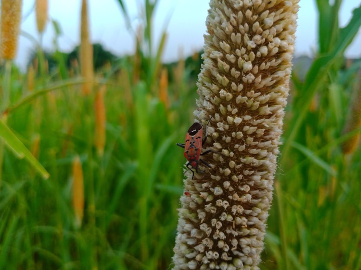 Insect