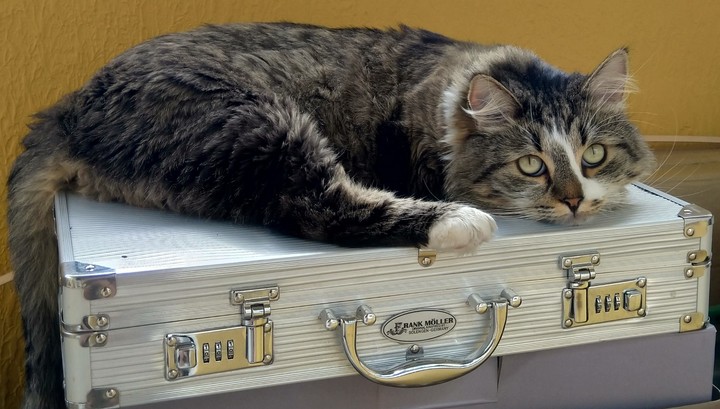 cat