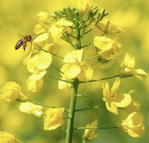 ταπετσαρίες wildflower, insect