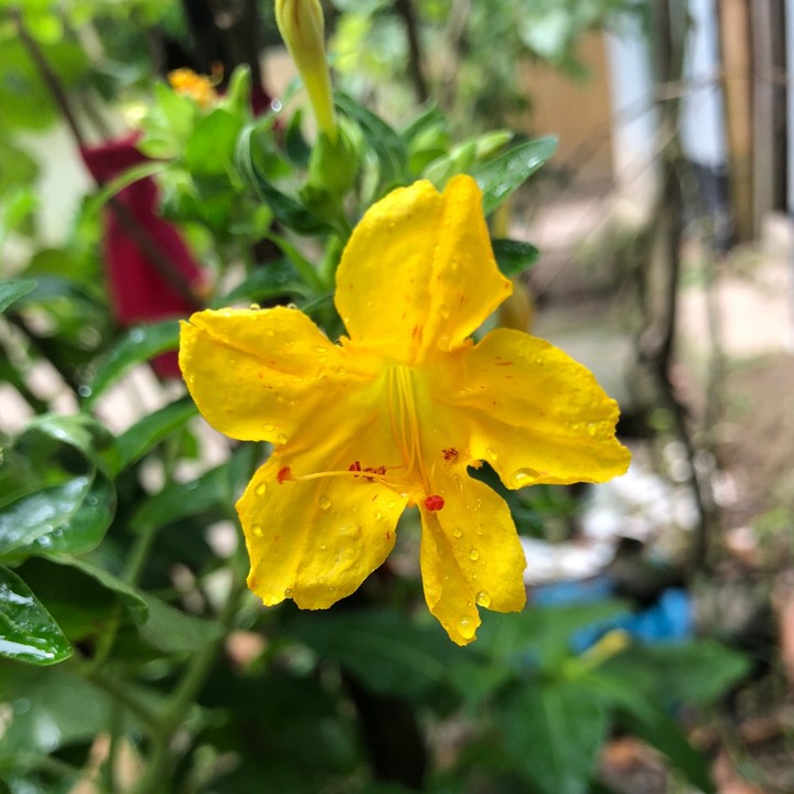 Yellow Flower