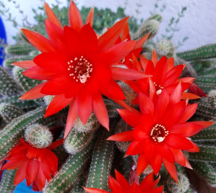 fiori