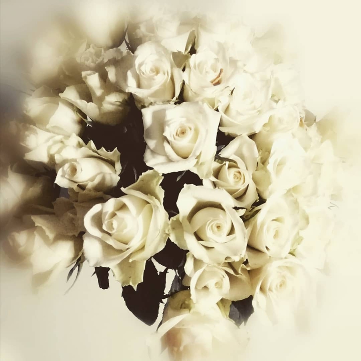 white roses