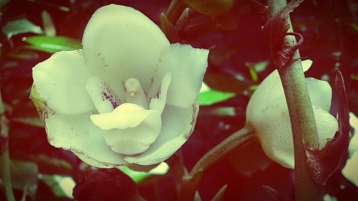 orchid
