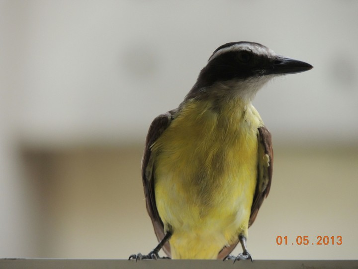 yellow bird