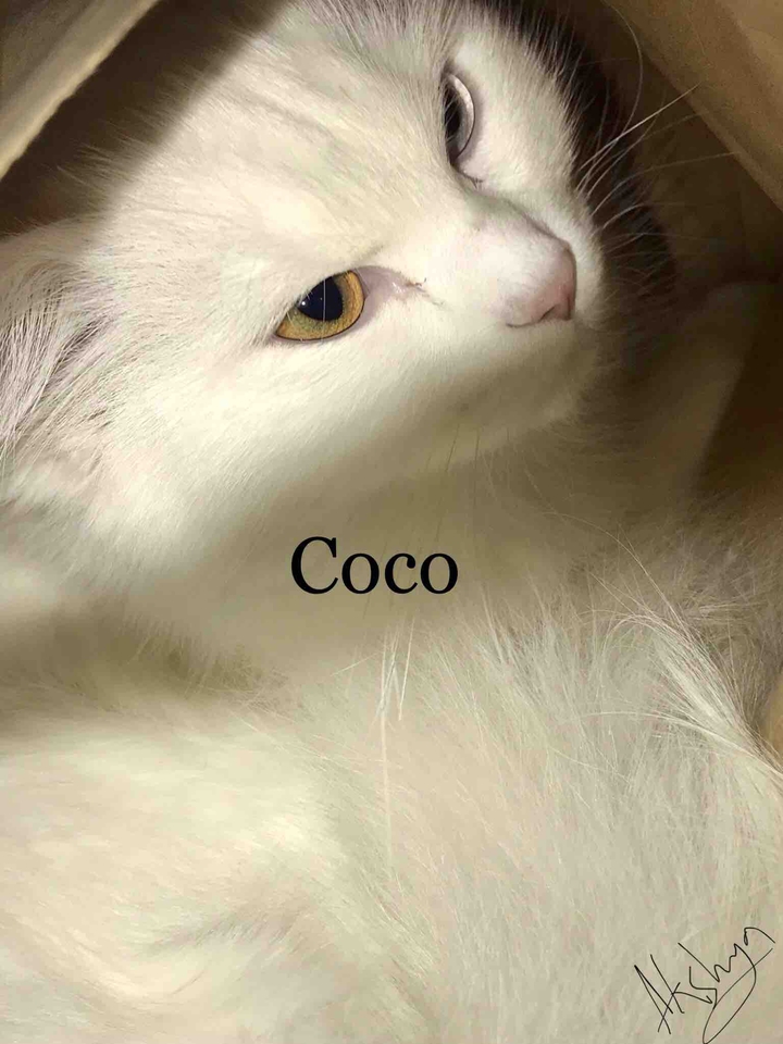 Coco