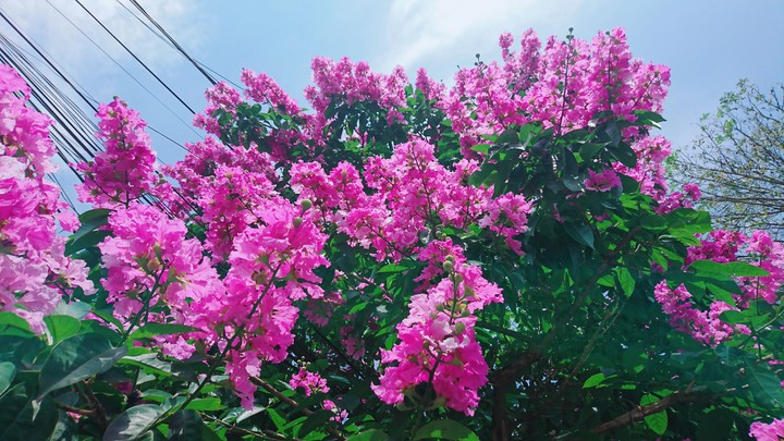 summer flower