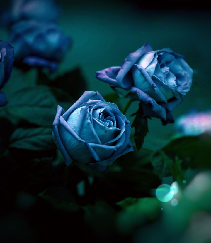 Roses
