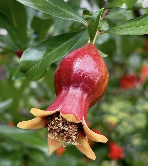 sfondi plant, flower