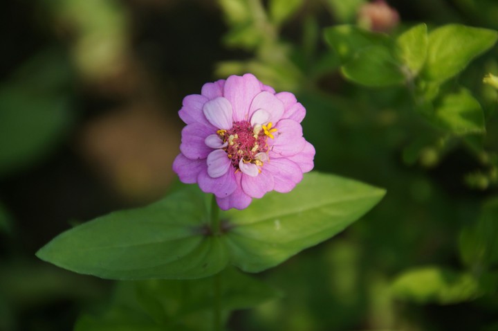 Pretty flower