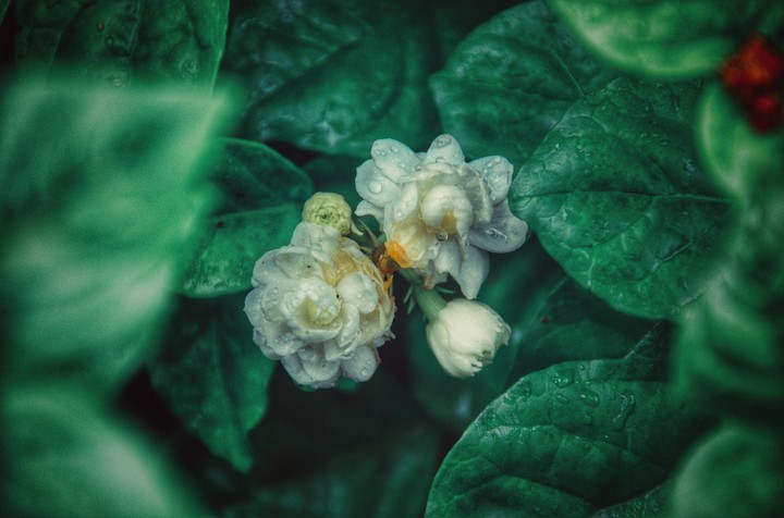Jasmine