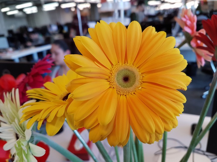 flower