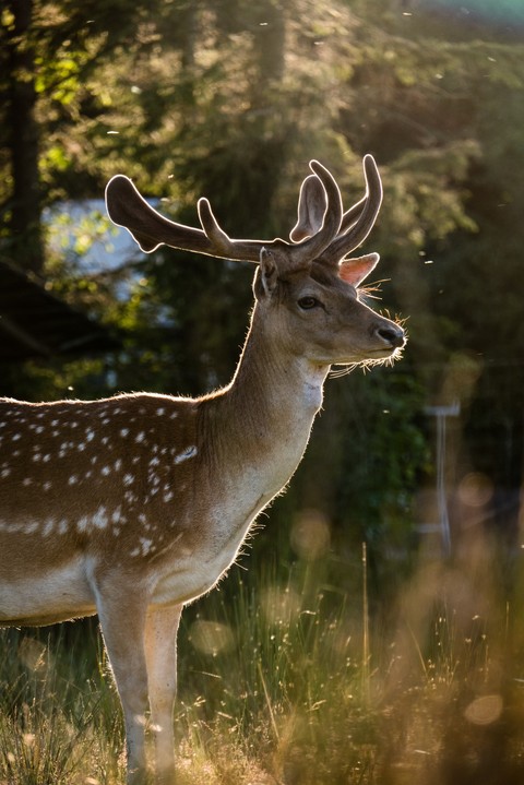 deer, mammal Hintergrundbilder