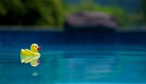 Paddle Yellow Toy Duck Swimming In Our Pool