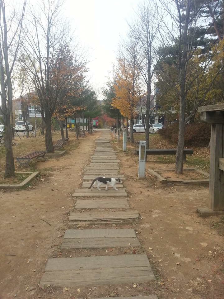 고양이 산책