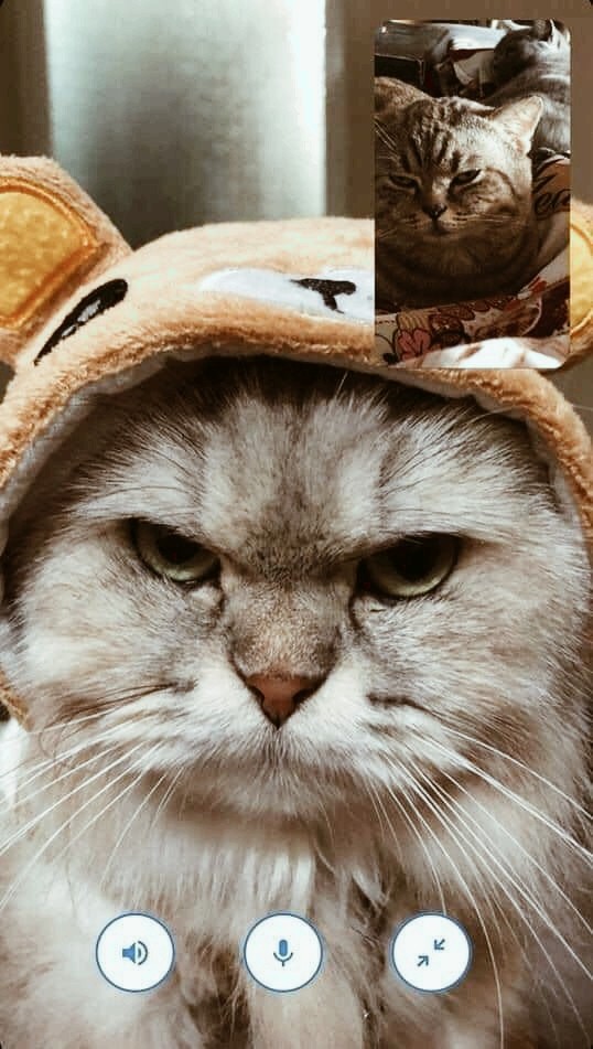 CAT_sama