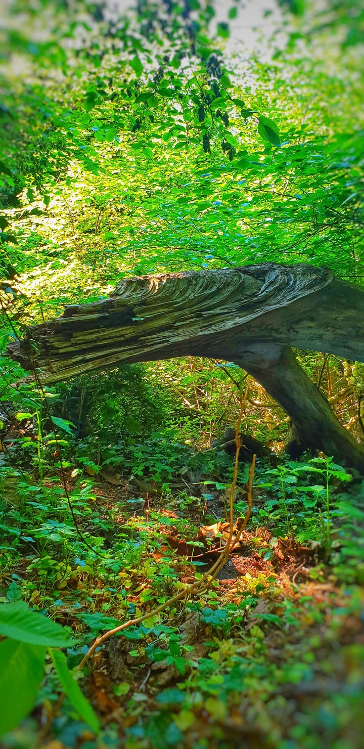 Natur