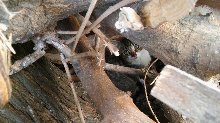 Kedi