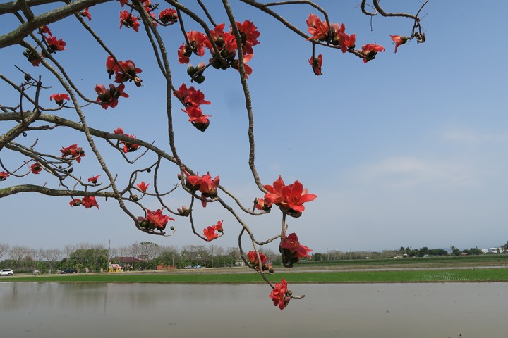 Kapok