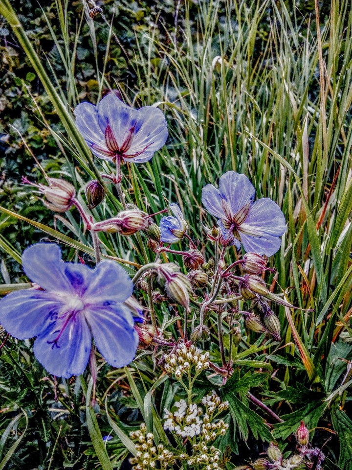 Flowers?