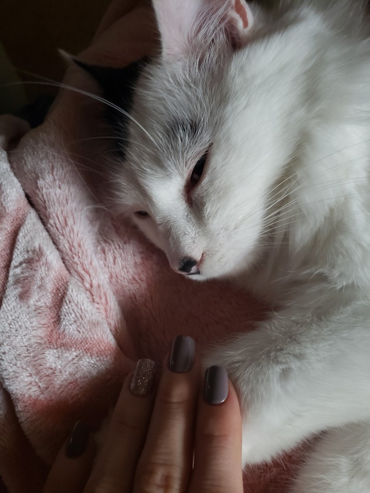 Cats