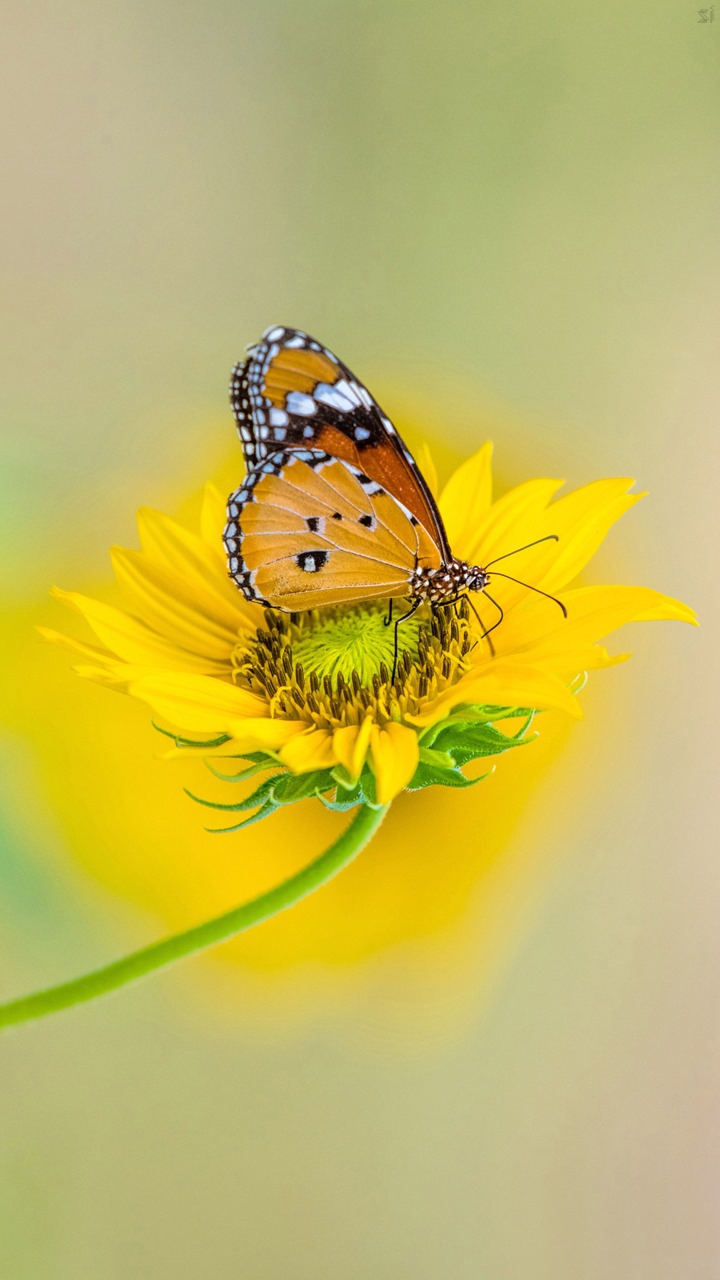 ...yellow